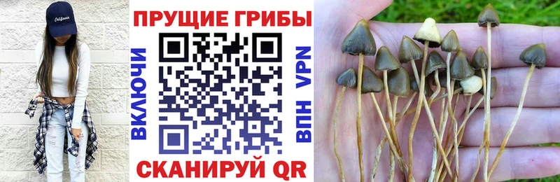 Псилоцибиновые грибы мухоморы  Купить закладки  Каменск-Шахтинский 